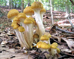 Image of Honey Fungus