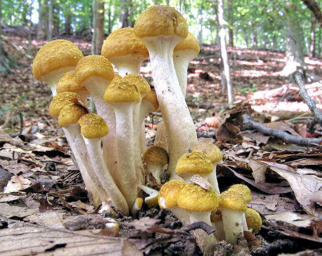 Image of Honey Fungus