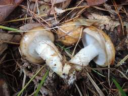 Слика од Hygrophorus glutinosus Peck 1902