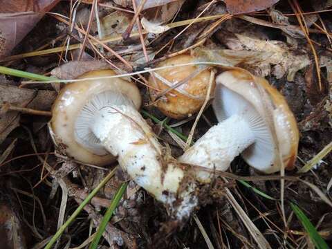 Plancia ëd Hygrophorus glutinosus Peck 1902