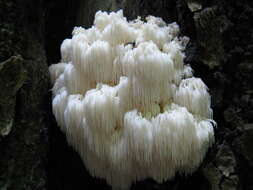 Image of Hericium americanum Ginns 1984