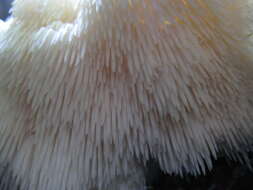 Image of Hericium americanum Ginns 1984