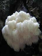 Image of Hericium americanum Ginns 1984