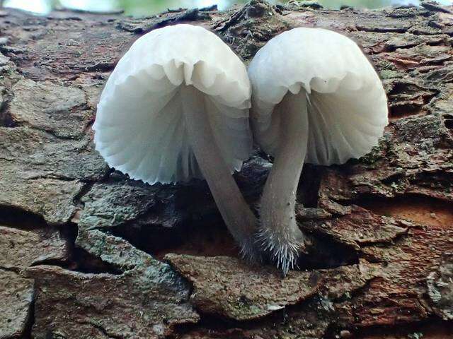 Image of Mycena subcana A. H. Sm. 1947