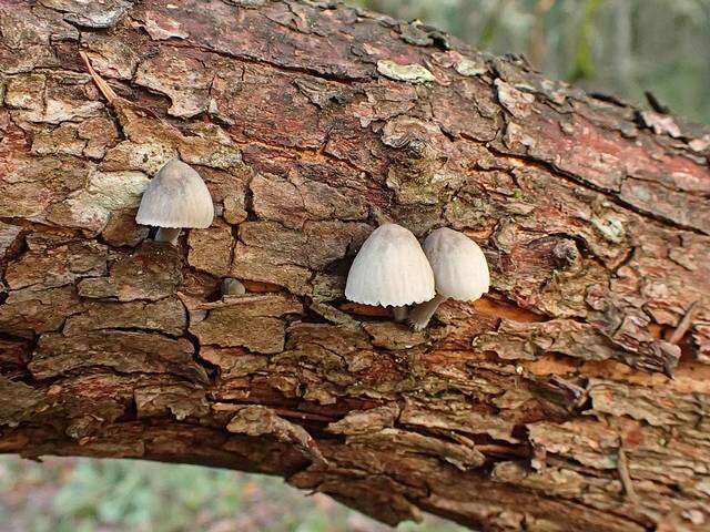 Sivun Mycena subcana A. H. Sm. 1947 kuva