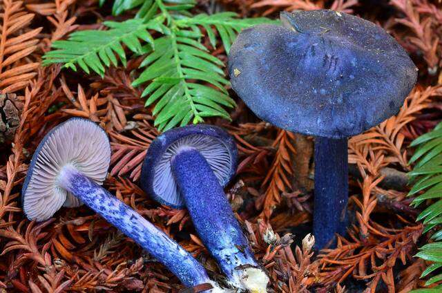 Image of Entoloma subcarneum (Largent) Blanco-Dios 2015