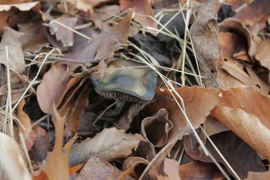 Image of Psilocybe ovoideocystidiata Guzmán & Gaines 2007