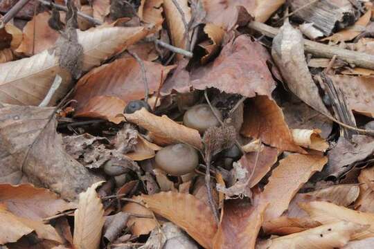 Image of Psilocybe ovoideocystidiata Guzmán & Gaines 2007