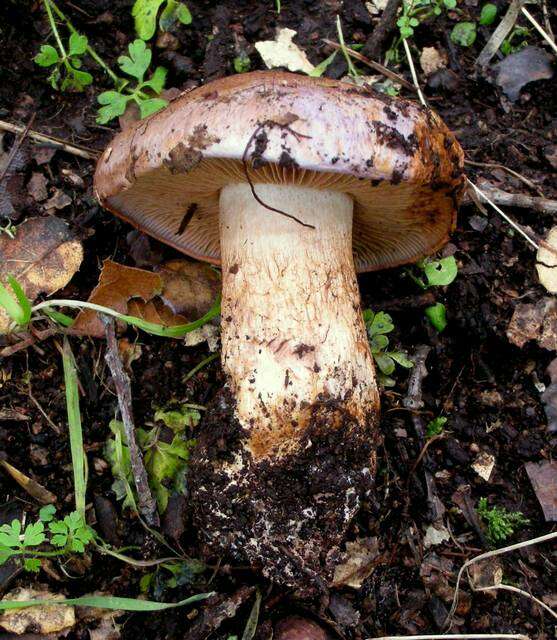 Image of Cortinarius lilacinocolossus M. M. Moser 2000