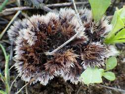 Image of leathery earthfans