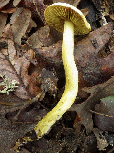 Imagem de Tricholoma