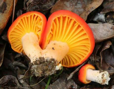 Image de Afrocantharellus