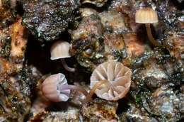 Image of Mycena meliigena (Berk. & Cooke) Sacc. 1887