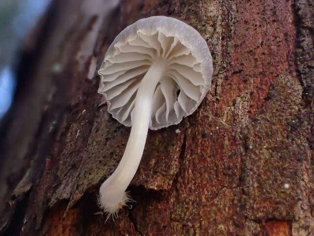 Image of Mycena subcana A. H. Sm. 1947