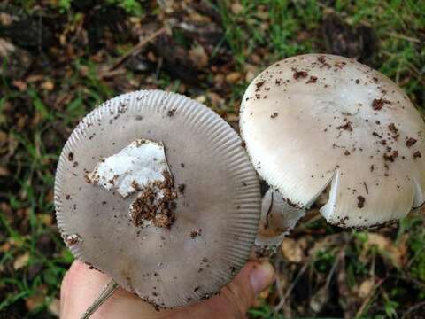 Plancia ëd Amanita calyptratoides Peck 1909