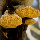 Image of Laetiporus portentosus (Berk.) Rajchenb. 1995