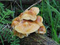 Image de Flammulina lupinicola (Redhead & R. H. Petersen) C. Hahn 2016