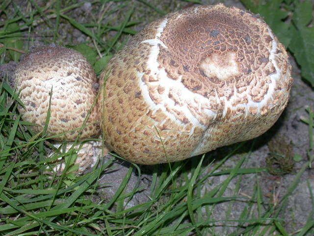 Image of Agaricus augustus Fr. 1838