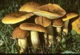 Image of Leccinum rugosiceps (Peck) Singer 1945