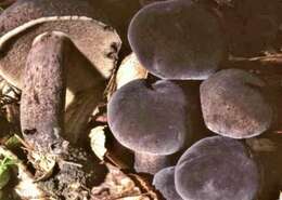 Image of Tylopilus