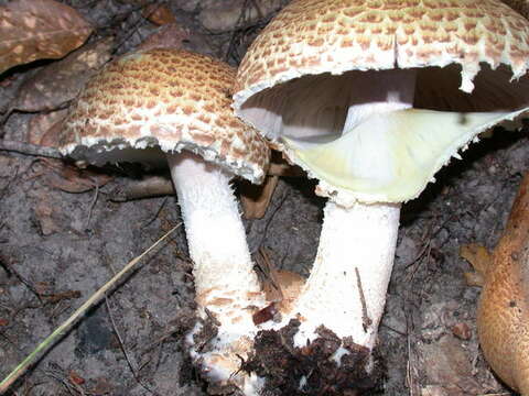 Image of Agaricus augustus Fr. 1838