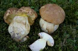 Image of Boletus huronensis A. H. Sm. & Thiers 1971