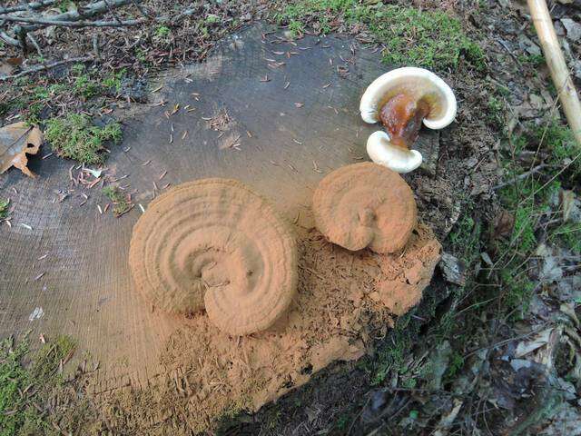 Image of Ganoderma tsugae Murrill 1902