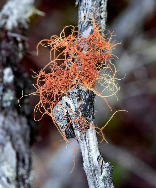 Image of beard lichen