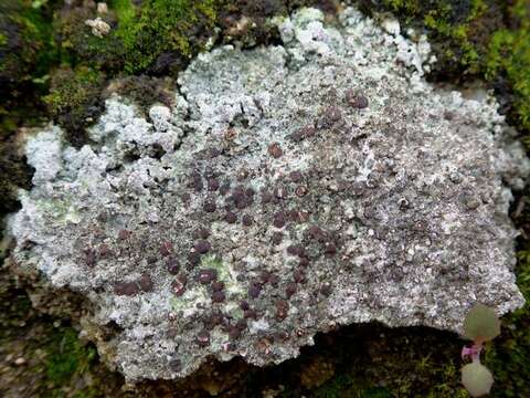 Image of disk lichen