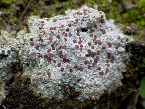 Image of disk lichen