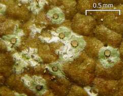 Image of tricharia lichen