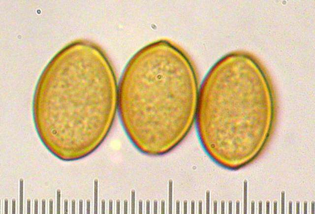 Слика од Agrocybe