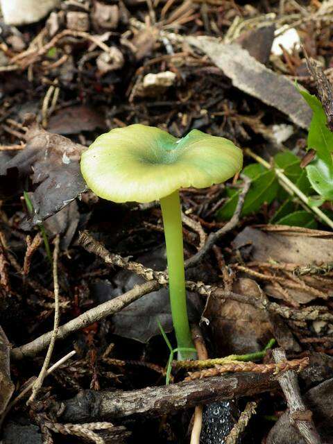 Entoloma resmi