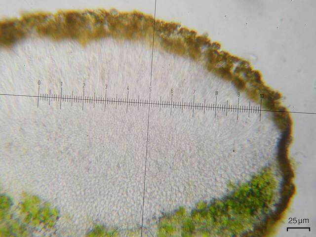 Imagem de Lecanoromycetidae