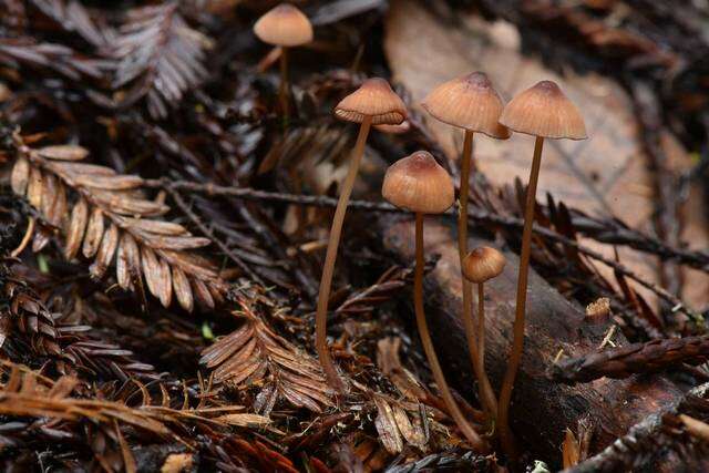 Plancia ëd Mycena sanguinolenta (Alb. & Schwein.) P. Kumm. 1871