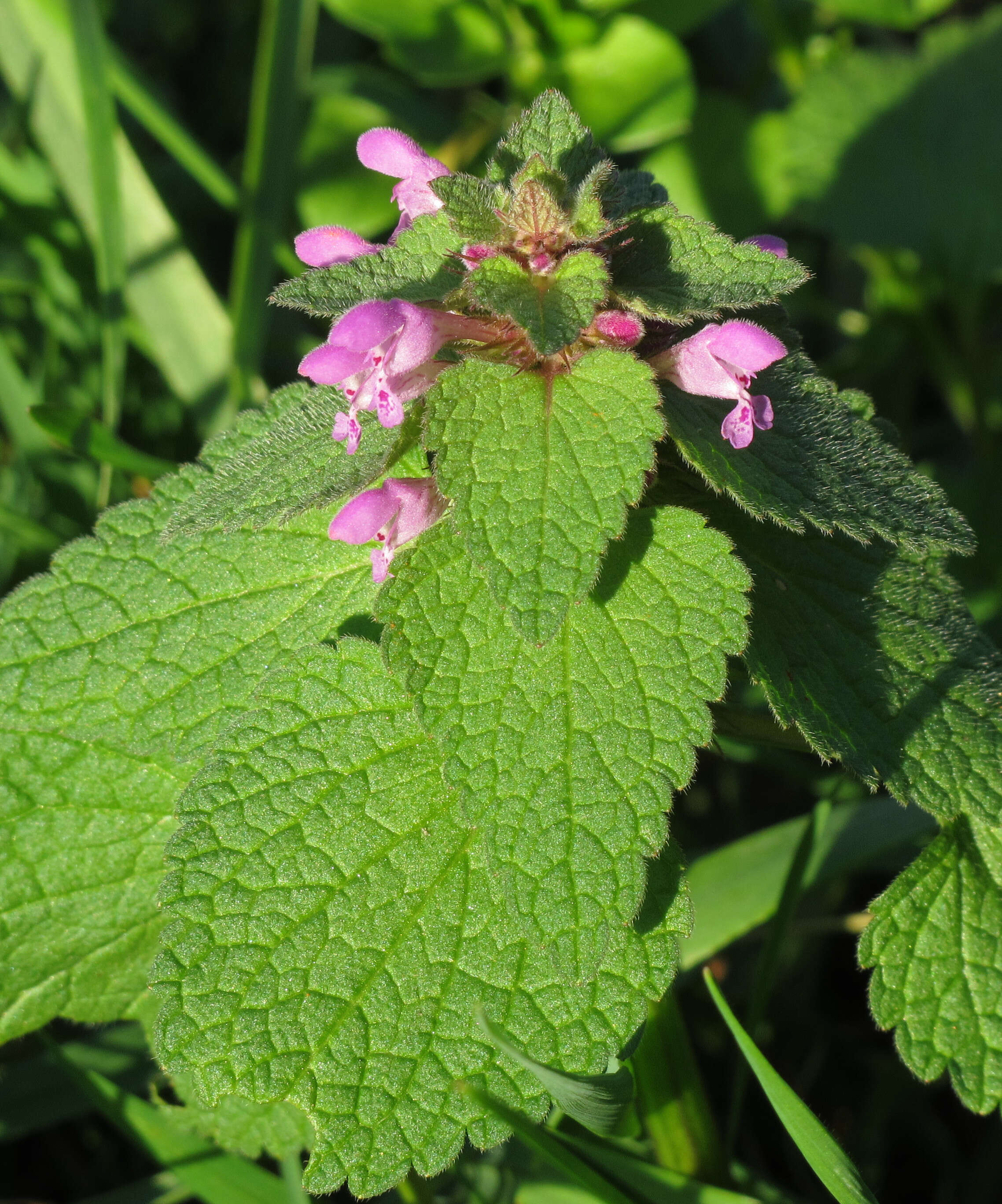 Image of purple archangel