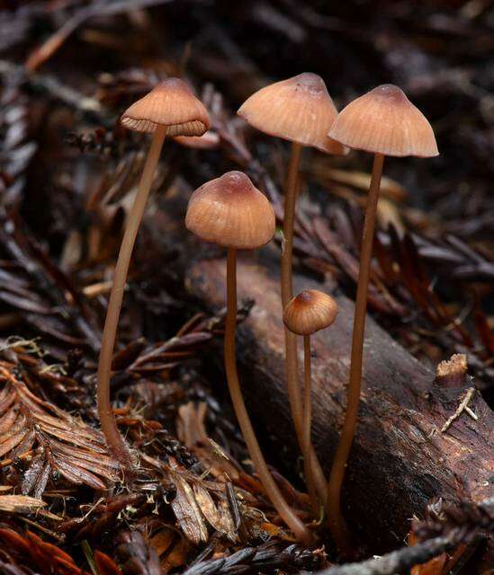 Plancia ëd Mycena sanguinolenta (Alb. & Schwein.) P. Kumm. 1871