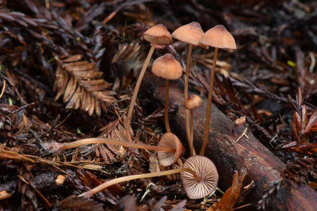 Plancia ëd Mycena sanguinolenta (Alb. & Schwein.) P. Kumm. 1871