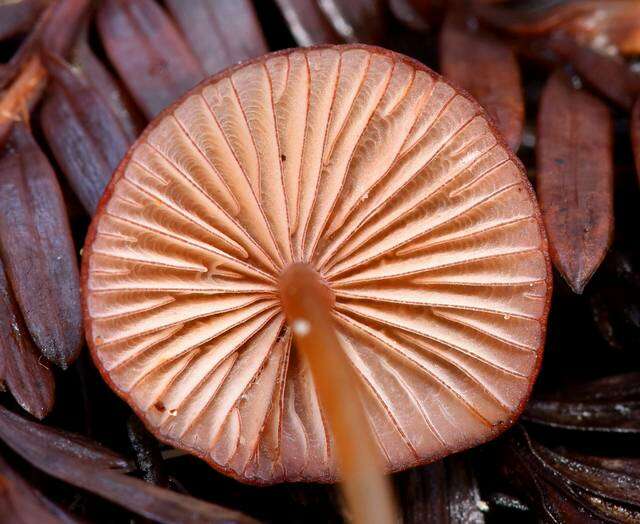 Plancia ëd Mycena sanguinolenta (Alb. & Schwein.) P. Kumm. 1871