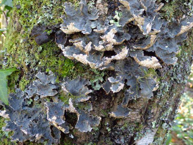 Image of lung lichen