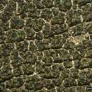 Image of erratic dot lichen