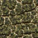 Image of erratic dot lichen