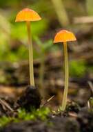 Image of Mycena acicula (Schaeff.) P. Kumm. 1871