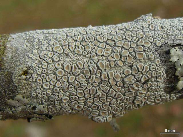 Image of Frosty saucer lichen