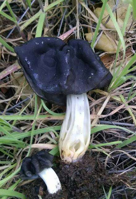 Imagem de Helvella dryophila Vellinga & N. H. Nguyen 2013