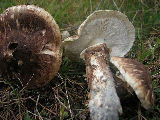 Image de Tricholoma dulciolens Kytöv. 1989