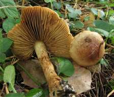 Image of Cortinarius mussivus (Fr.) Melot 1987