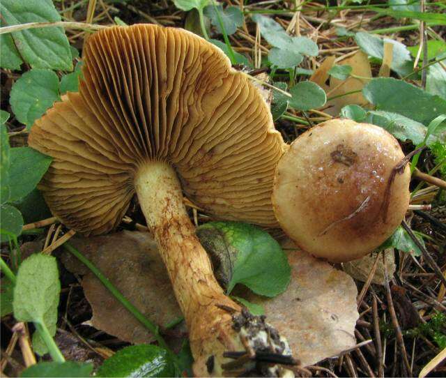 Image of Cortinarius mussivus (Fr.) Melot 1987