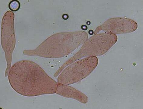 Image of Pluteaceae