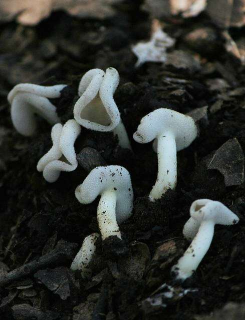 Helvellaceae resmi